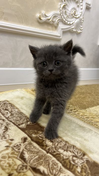 Скотиш страйт