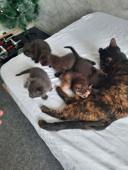 Мушукчалар хадияга