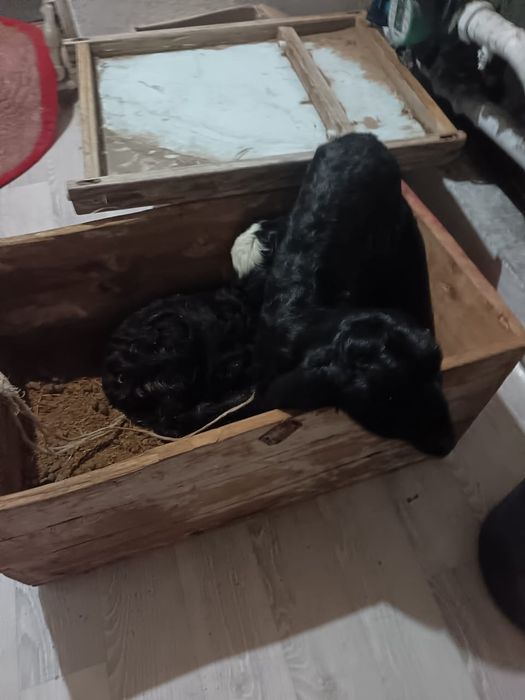 Қозы кепілдікпен