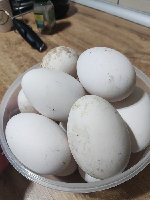 Қаздың жұмыртқасы сатылады