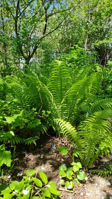 Продам папоротник