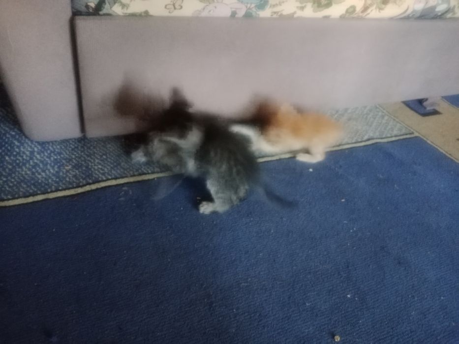 Отдам котят  в хорошие руки