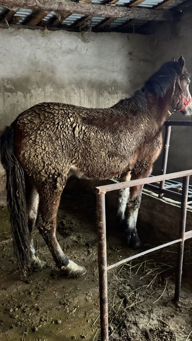 Кунан байланган семыз