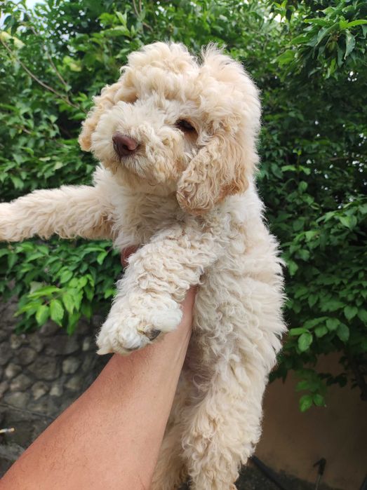 Lagotto Romanolio
