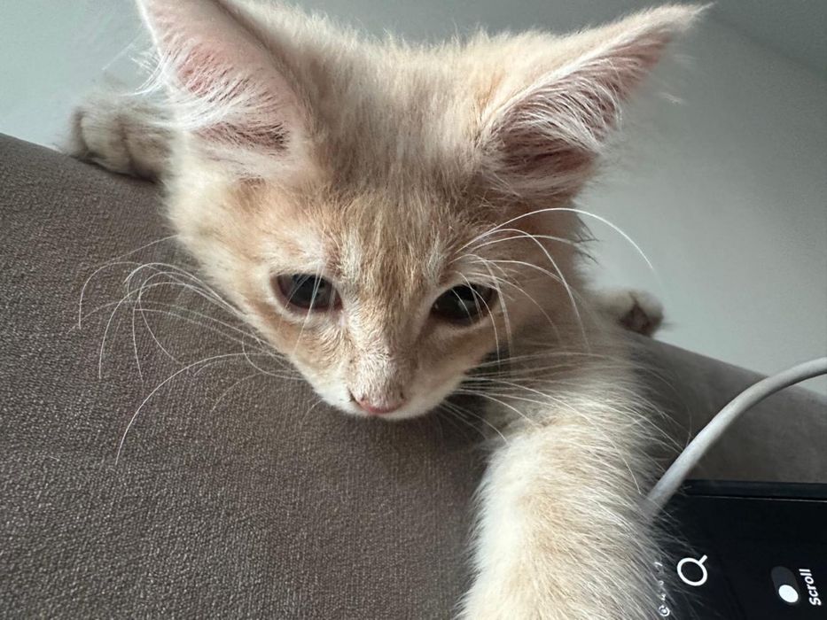 Котенок бесплатно в добрые руки