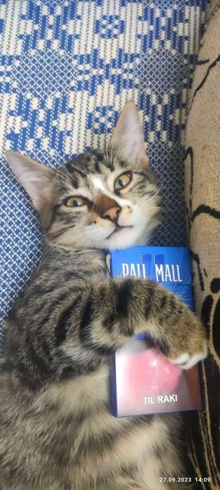 Котята в любящую семью