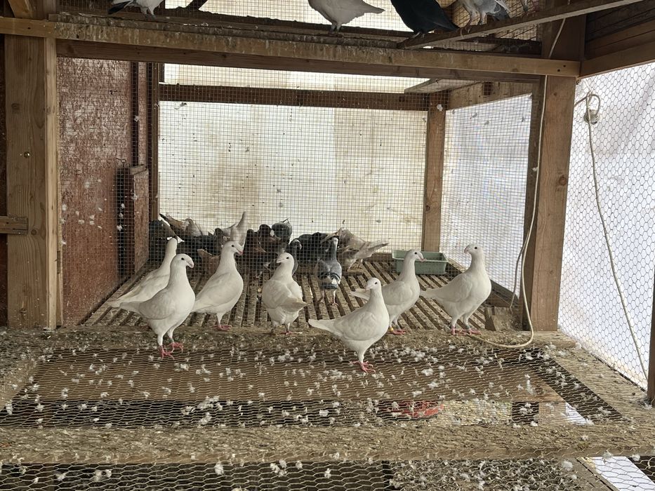 Porumbei germani de frumusete