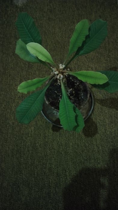 Пальма, молочай.