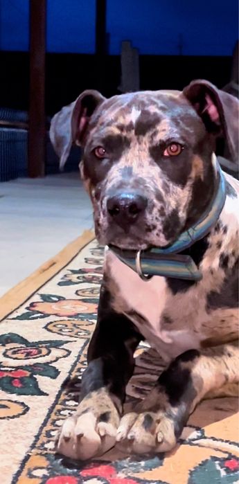 Щенок Питьбултерьер сука 5,5 мес