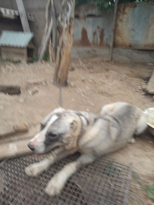 Алабай ит Срочно