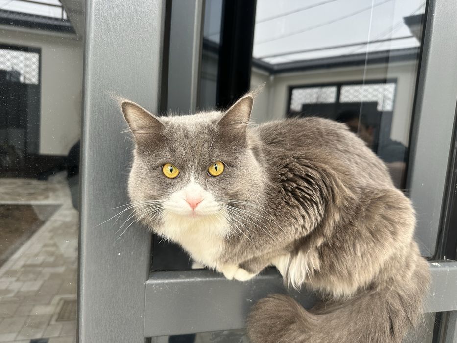 Вязка кота, бесплатно. Приглашаем кошечек, требования прививки и паспо