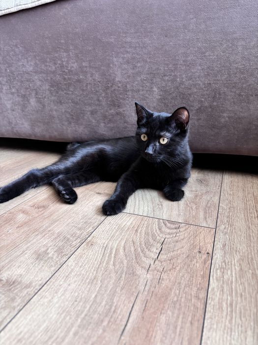 Котик бесплатно
