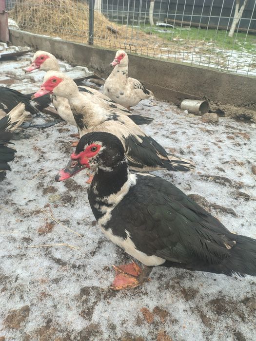 Vând Rățoi Lesesc / Pereche ( pentru reproducere)