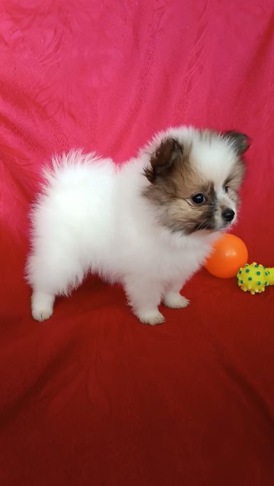 Шикарные щенки Шпица