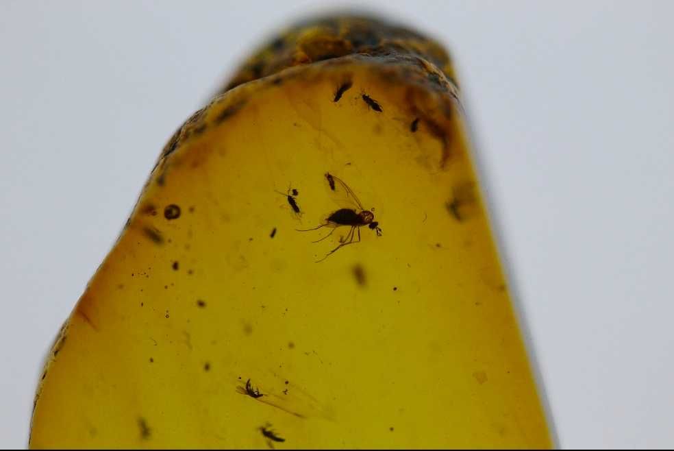 Chihlimbăr cu insecte 99 milioane de ani