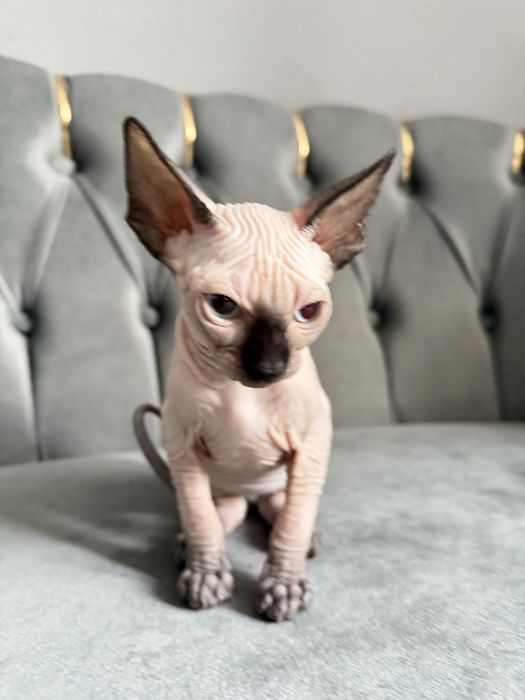 Fetita Sphynx Superba