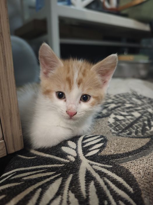 Отдам умных домашних котят