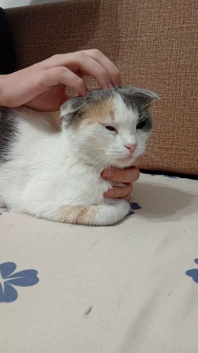 Отдам веслоухую кошку!Срочно!