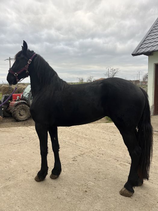 Iapa friesian 3 ani
