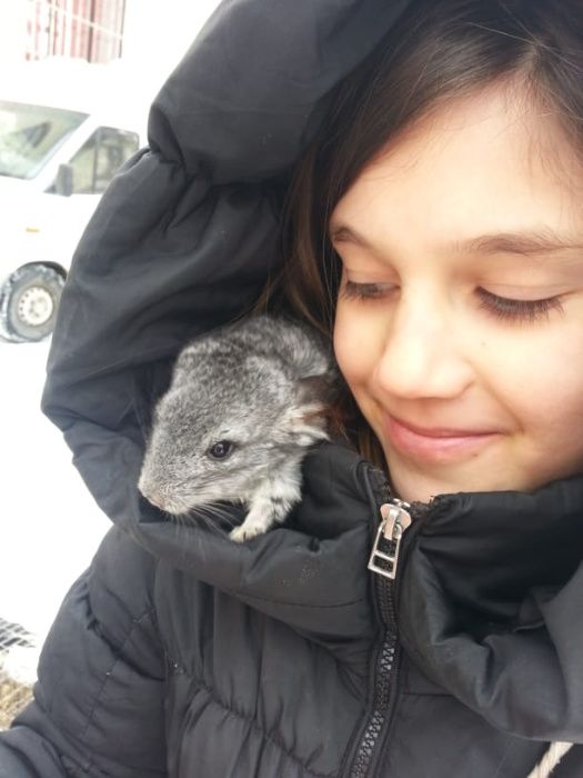 Chinchila,chinchilla,sinsila gri