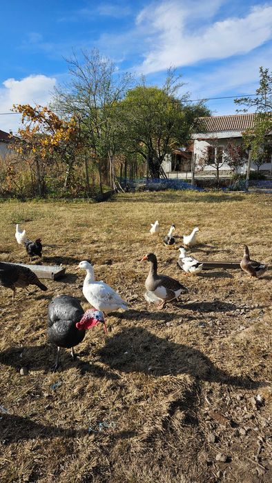 Големи пуйки за празниците, кокошки