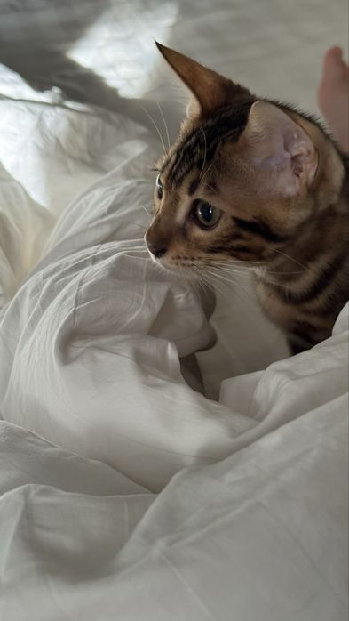 Бенгальский котенок