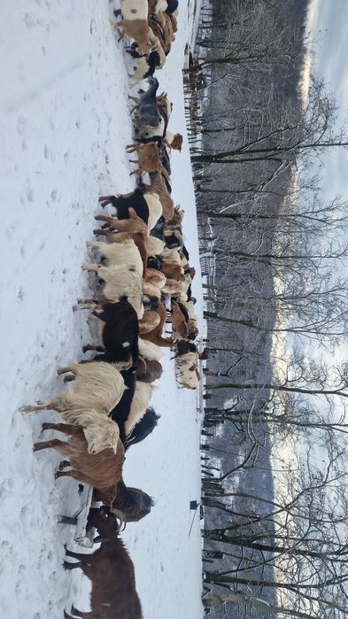 Vând turma de capre