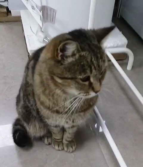 Кошечка стерилизованая