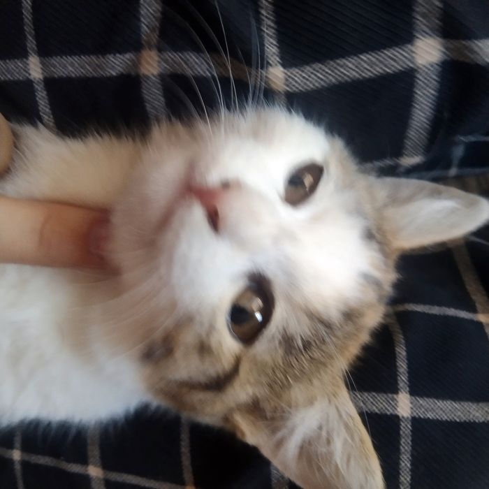 zor erkalanadi ati murmiawbaylanis nomerleri