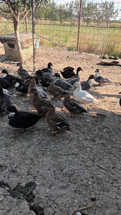 Rate pitica olandeza și gâște