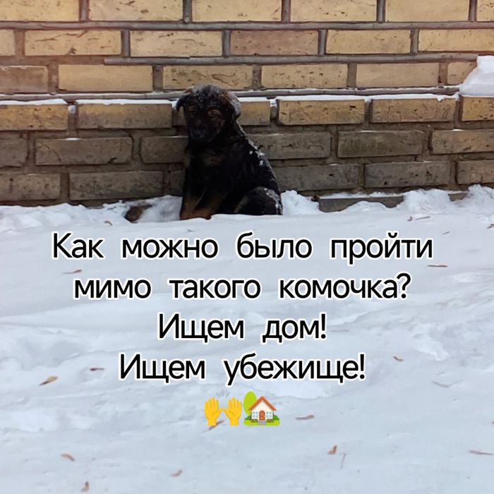 Отдаю щенка в надёжные руки.