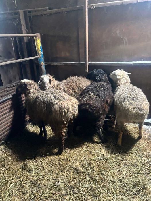 Продам баран токтылар