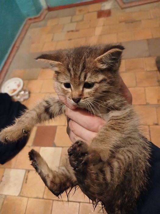 Отдам котёнка в хорошие руки