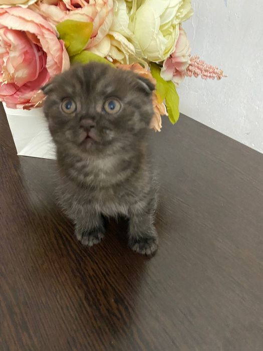 Котята скоттиш фолд