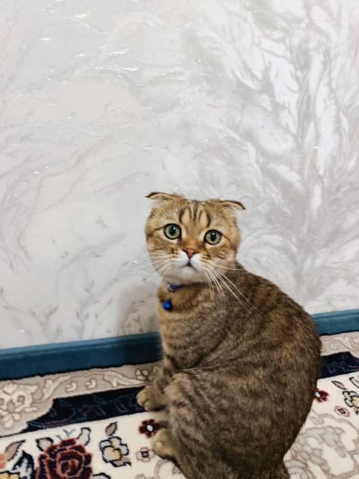 Scottish Fold erkak mushuk sotiladi