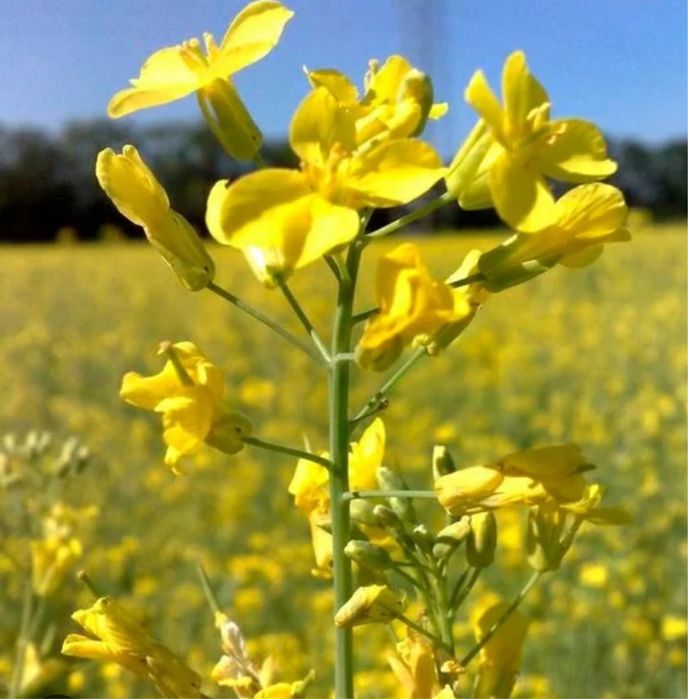 Рапсовый шрот от производителя на прямую