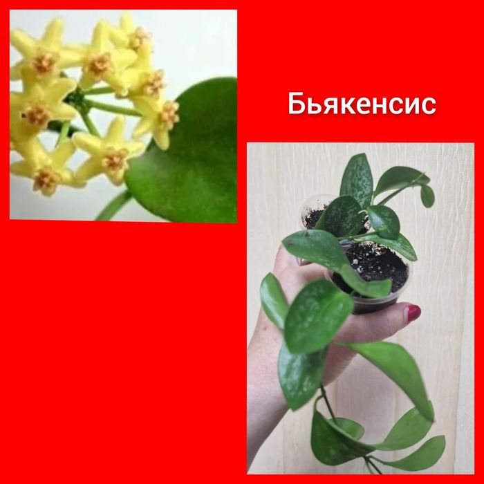 Хойя хоя хойки подарок