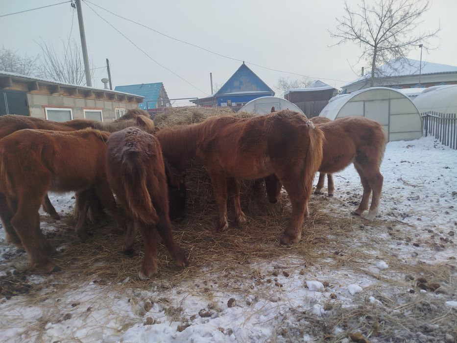 Продам жеребят .