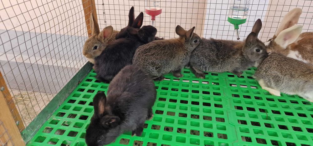 Quyon (қуён, кролик) bolalari