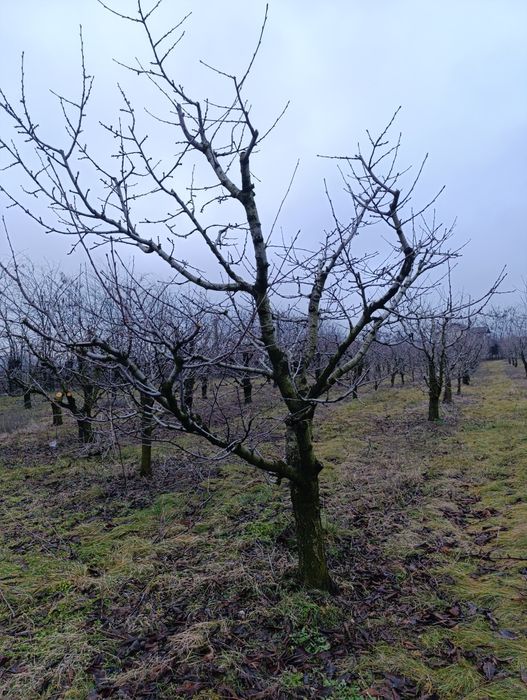 Tăieri pomi, arbuști, plante ornamentale