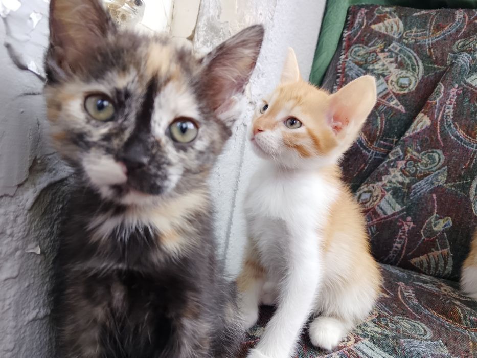 Отдаем котят в хорошие руки