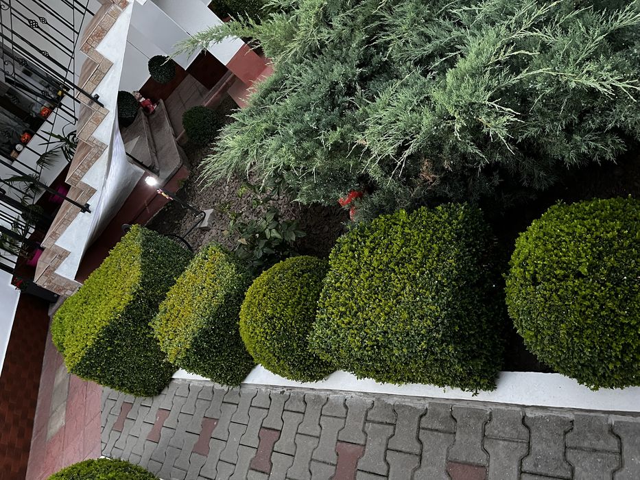 Gazon rulou samanta irigatie gradina pomi