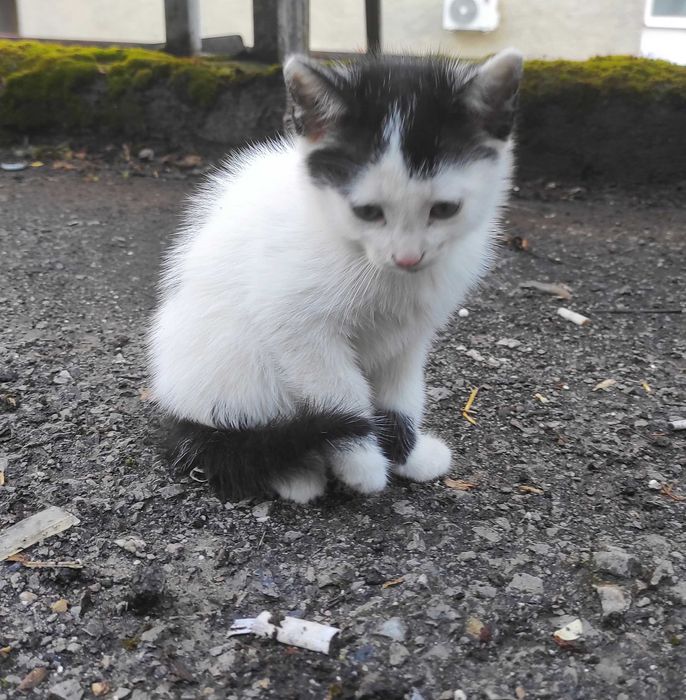 Котета търсят дом
