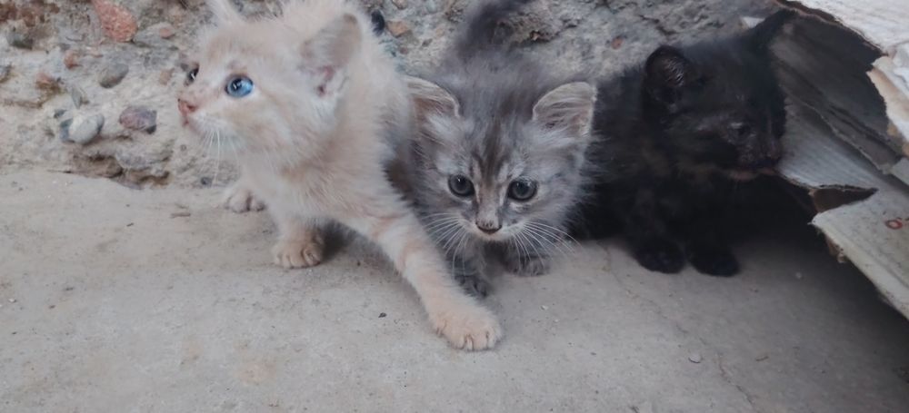Bepul mushuk 29-iyunda 2  oylik boladi ovqat yiydi