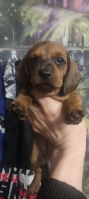 Продам щенков таксы