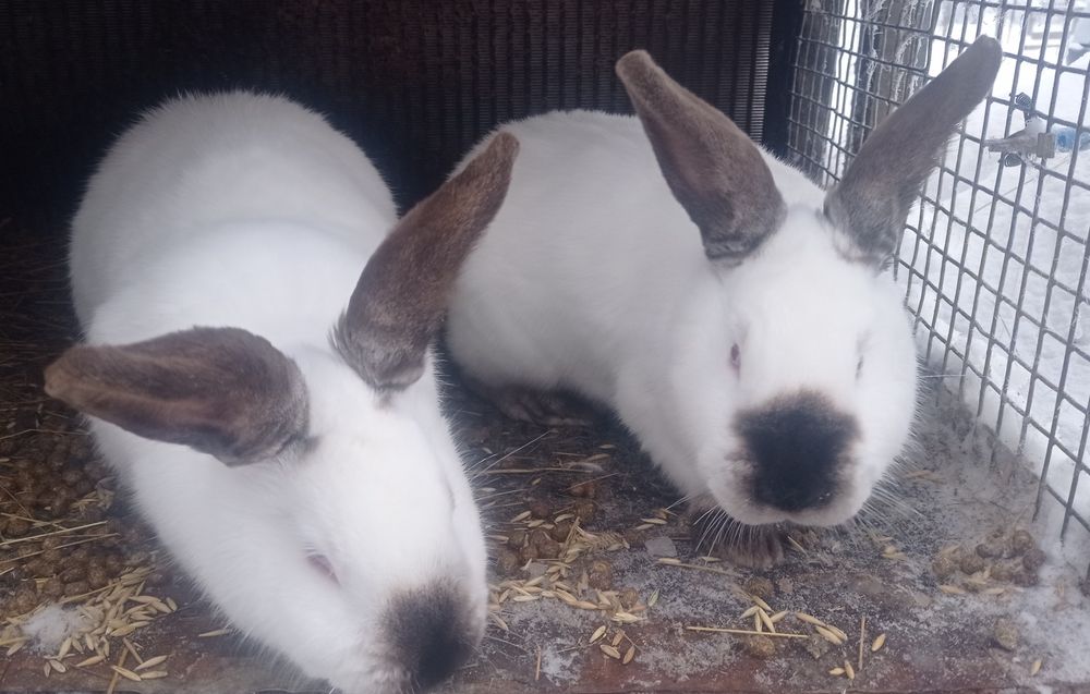 Продаются кролики