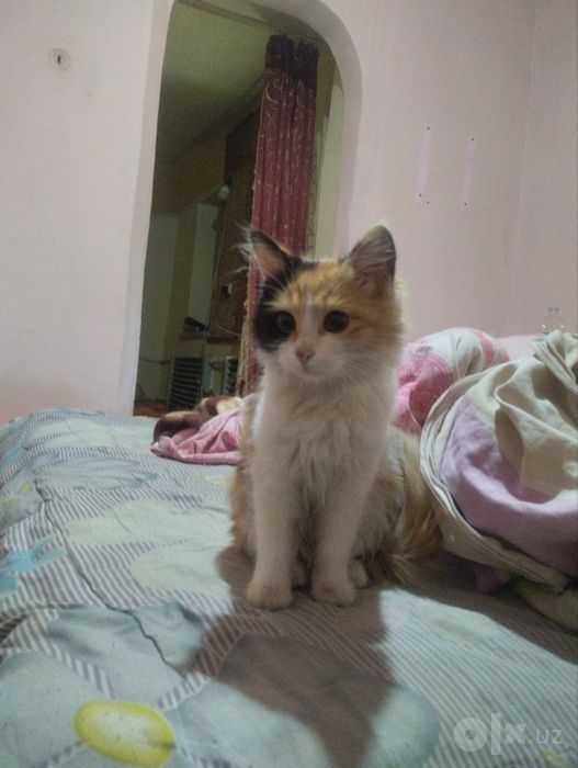 Отдам котенка 5 месяцев