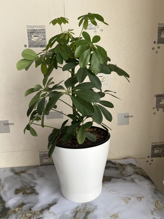 Продаю цветы шеффлера