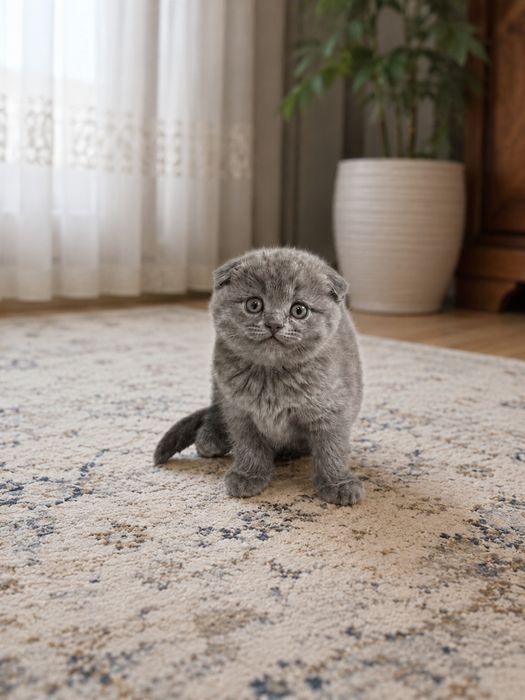 Scottish fold skottish strite skotish fold скоттиш фолд