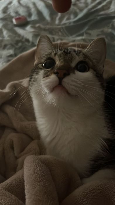 Котёнок подросток в добрые руки